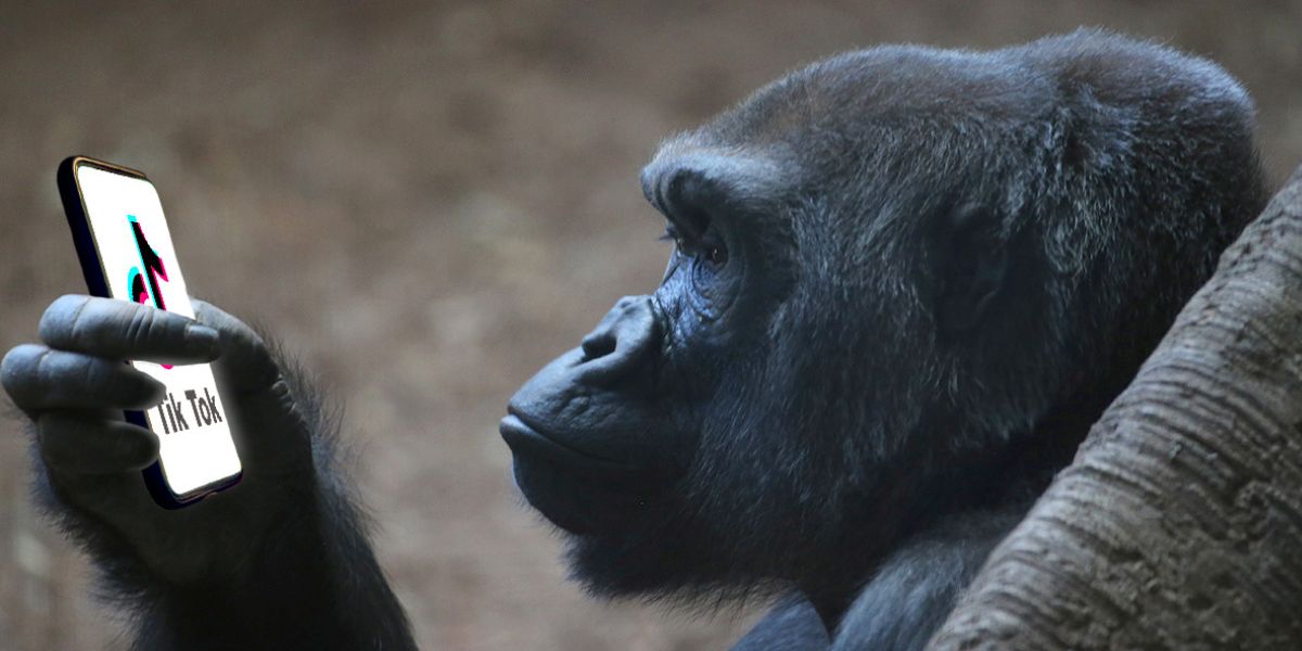 Zoo bans cell phone screens after gorillas become addicted