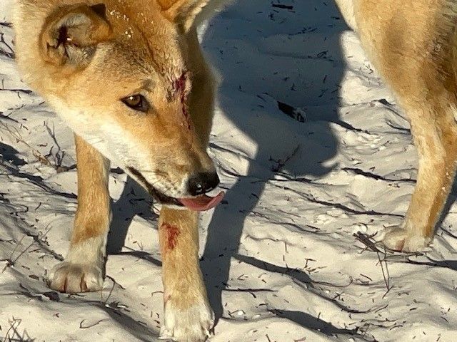 Dingo attacks four-year-old girl on K’gari